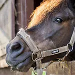 Appartamento 3, Bauernhof Hopp Vadersdorf Fehmarn
