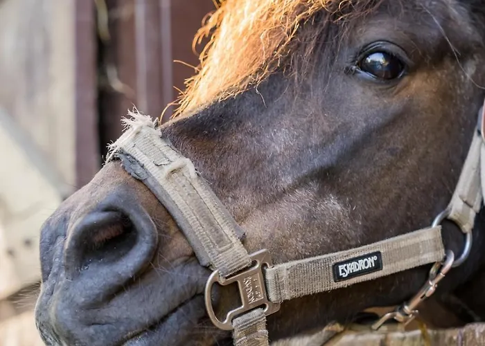 Apartment 3, Bauernhof Hopp Vadersdorf Fehmarn